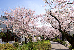 北沢川緑道周辺