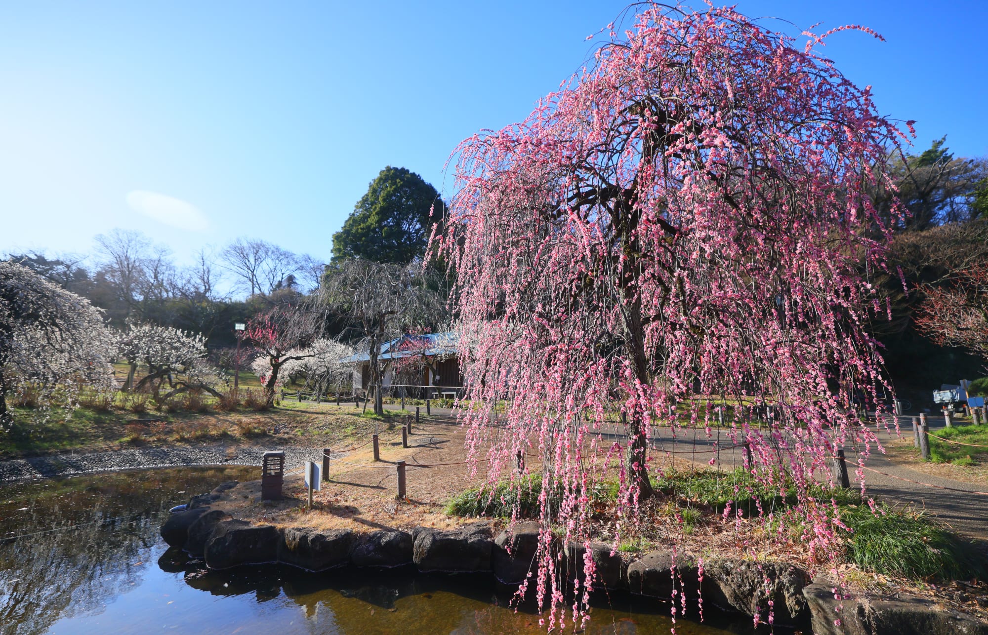大倉山公園（徒歩6分/約430m）