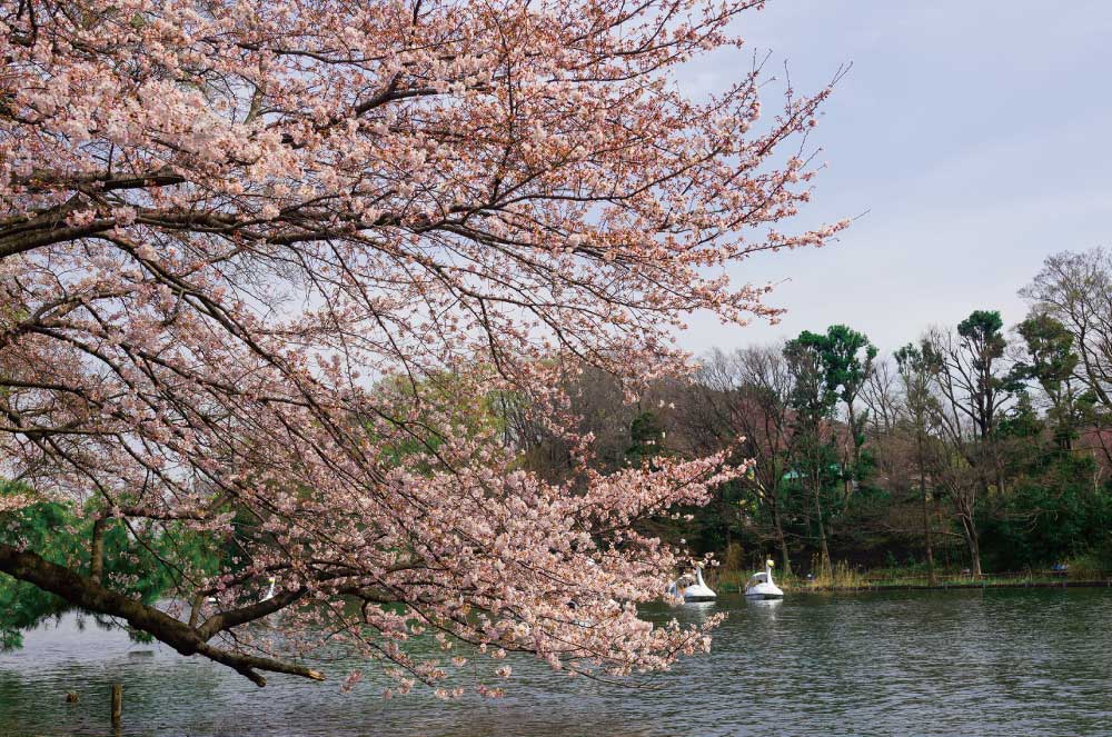 ロケーション 石神井公園 ディアナコート石神井公園 練馬区の新築分譲マンションならモリモト