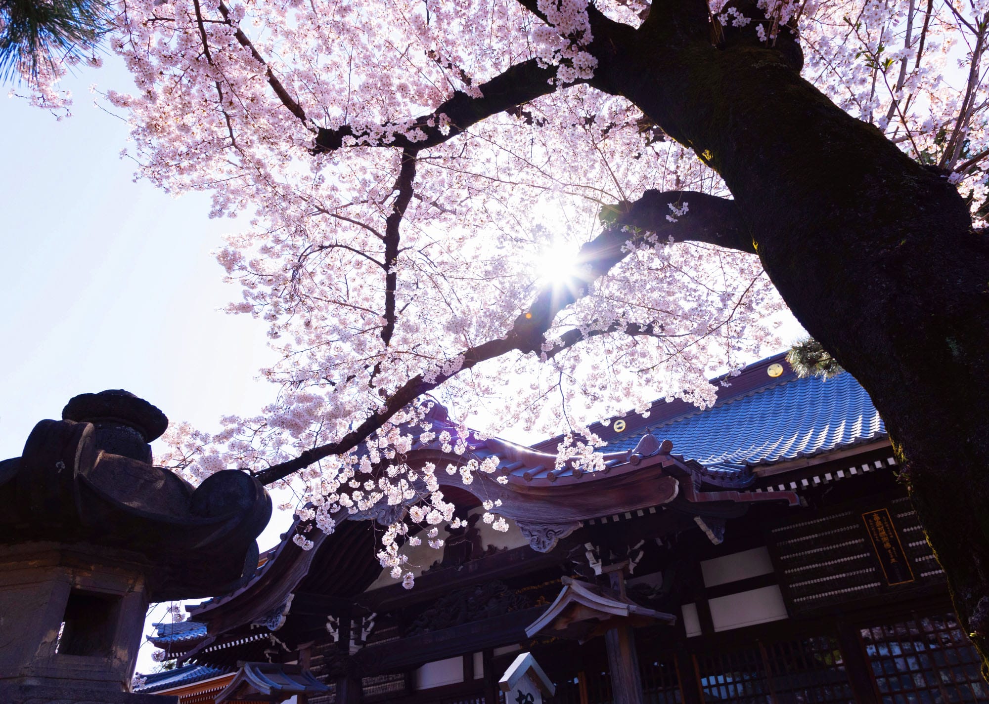 満開の桜の木