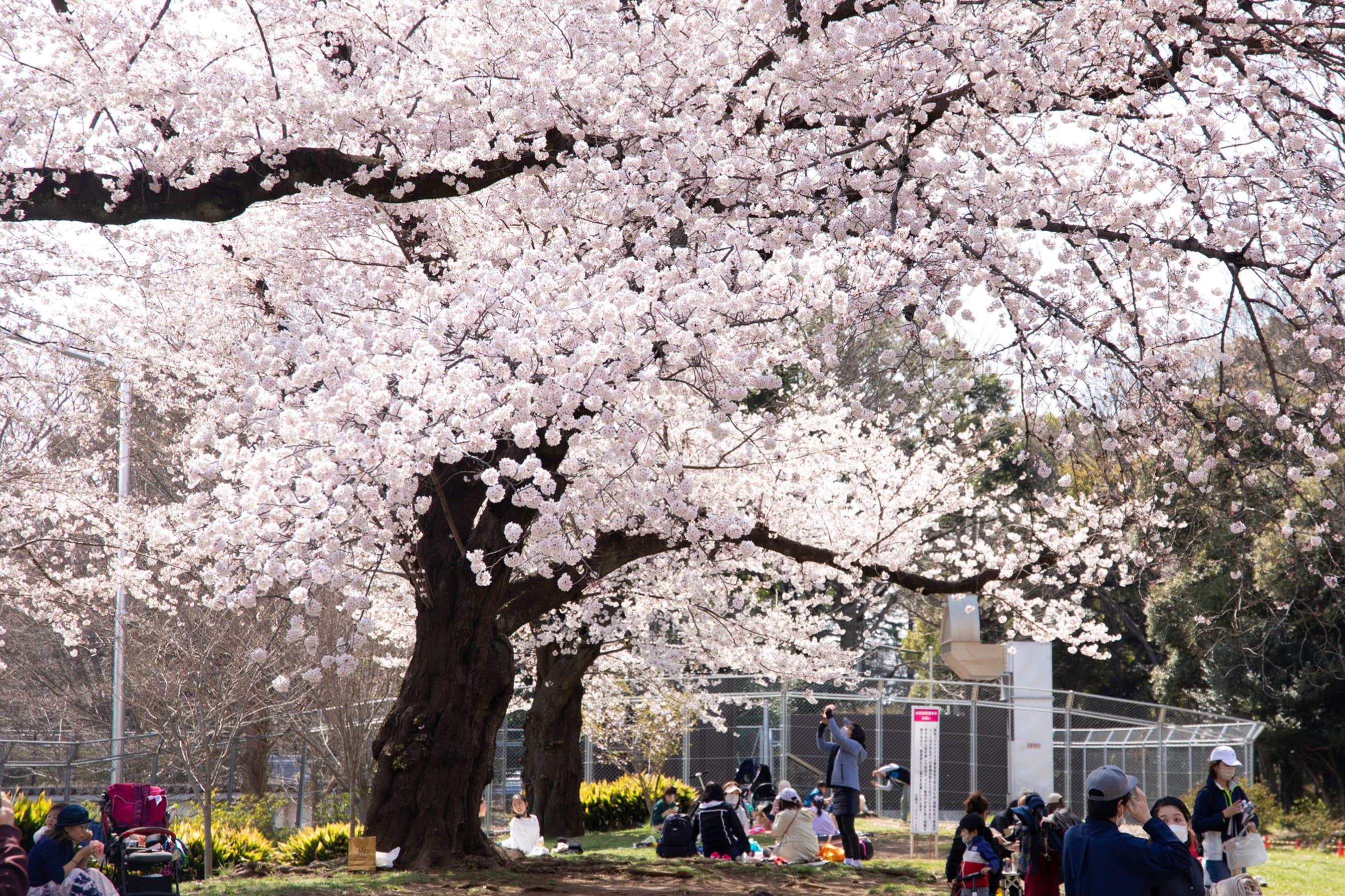 駒沢オリンピック公園（約790ｍ/徒歩10分）