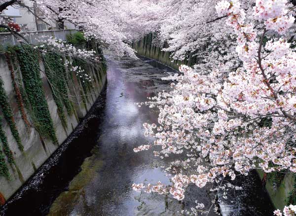 神田川