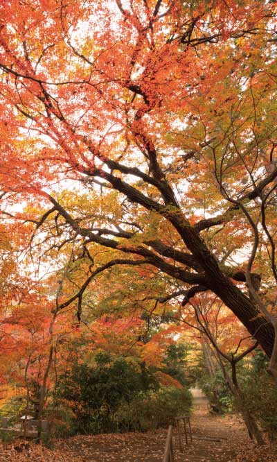 等々力渓谷公園