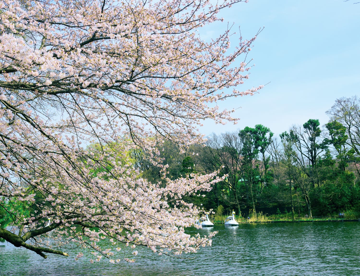 石神井公園（徒歩4分/約260m）