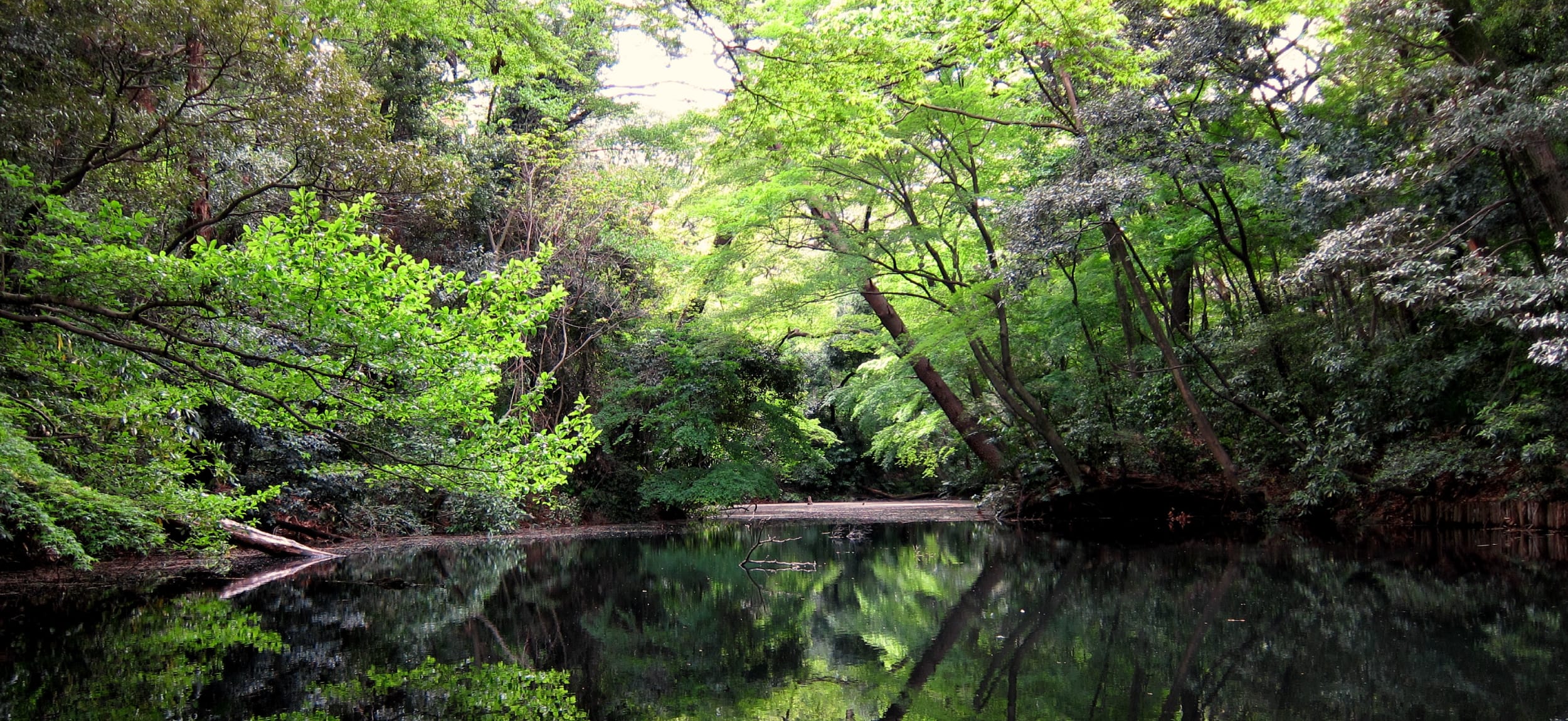 国立科学博物館附属自然教育園（徒歩4分/約290m）画像提供：国立科学博物館附属自然教育園