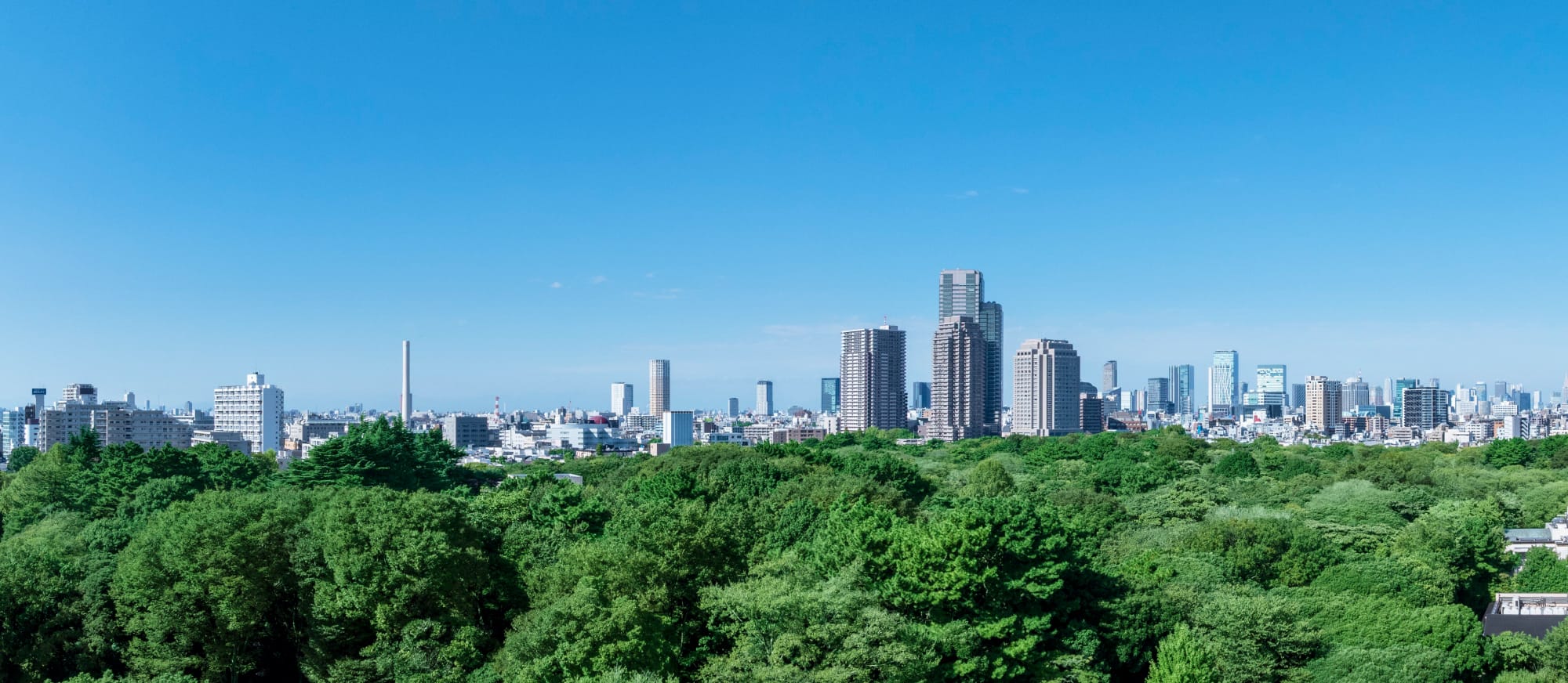 現地10階相当から自然教育園方面を望む（2025年11月撮影）