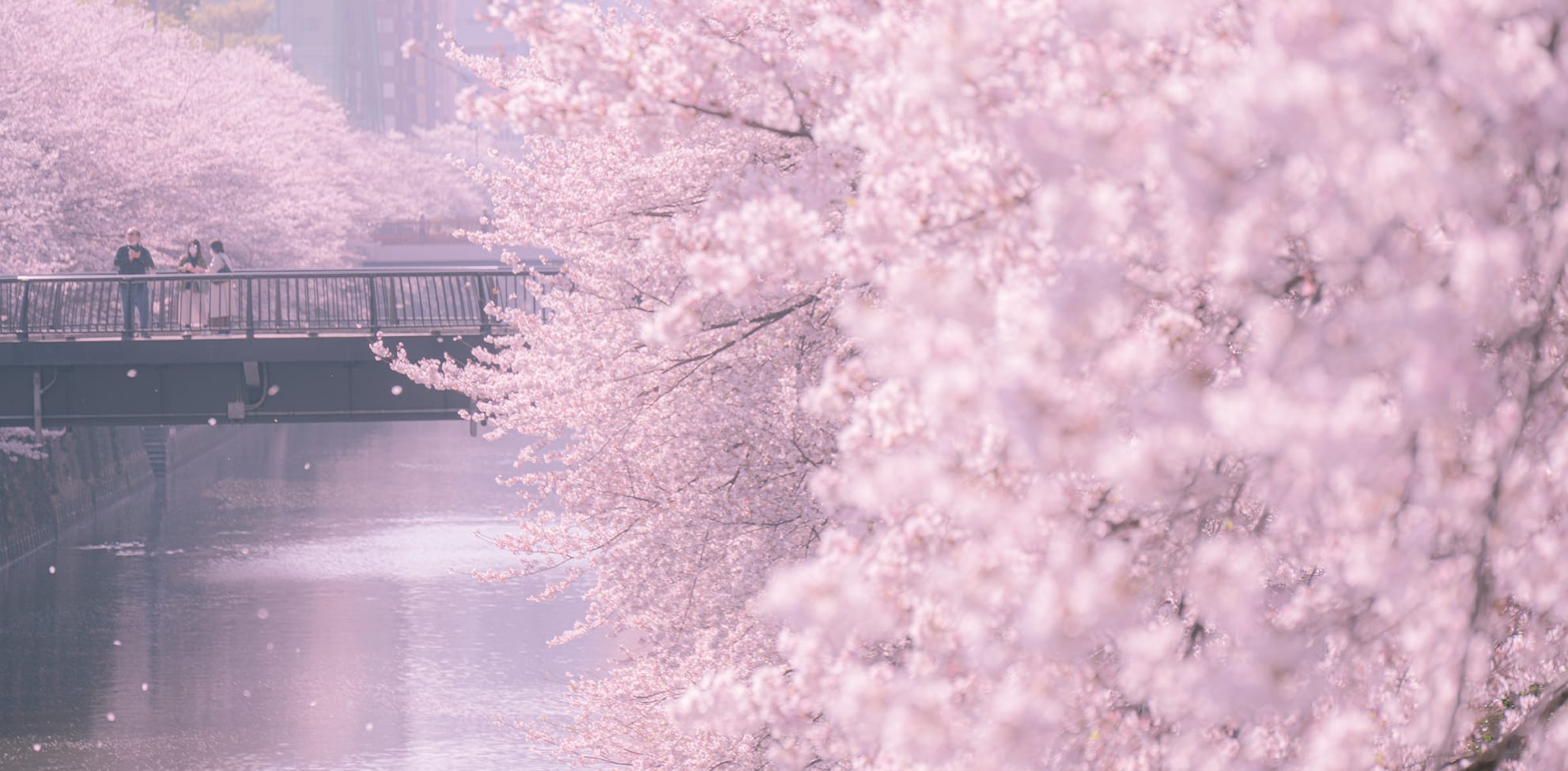 目黒川（徒歩13分/約1000m）