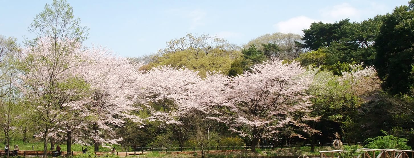 国立科学博物館附属自然教育園（徒歩4分/約290m）画像提供：国立科学博物館附属自然教育園