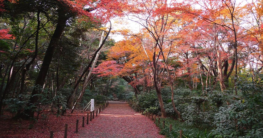 国立科学博物館附属自然教育園（徒歩4分/約290m）画像提供：国立科学博物館附属自然教育園