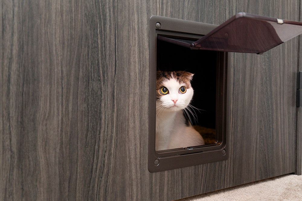 愛猫のためのドア。1か月ほどで慣れて今は自由に出入りするようになったそう。