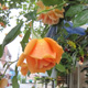 Flower shop Blanche